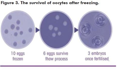 Figure 3. The survival of oocytes after freezing.