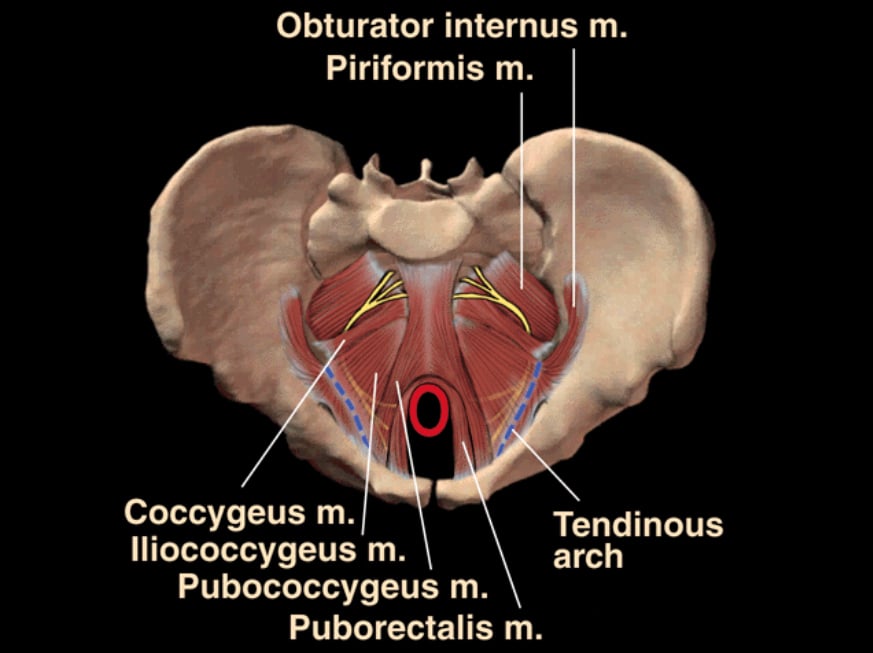 Examination For Chronic Pelvic And Sexual Pain O G Magazine