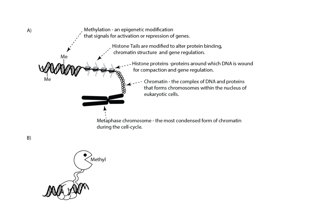 Epigenetics illustrated as a cartoon