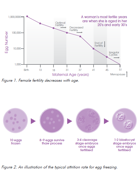 Egg freezing attrition rate