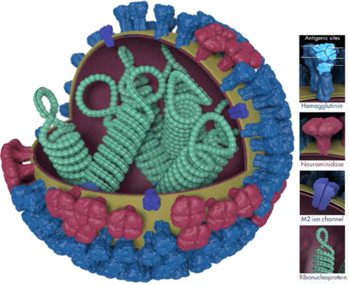 Influenza virus