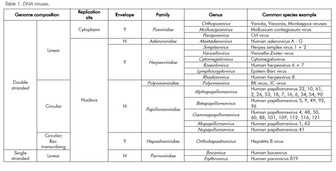 Virology: DNA viruses