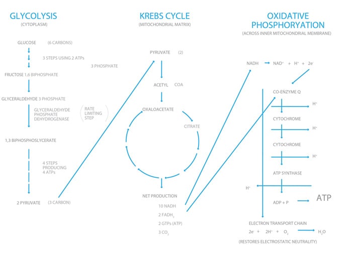 Very simplified version of cellular respiration.