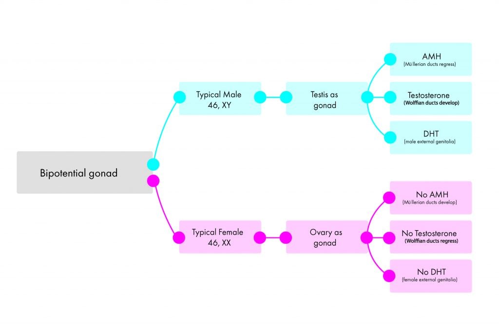 Figure 1. Summary of the typical development of the male and female reproductive systems.