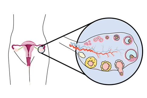 O&G Magazine The Ovary: Basic biology and current research Figure 1