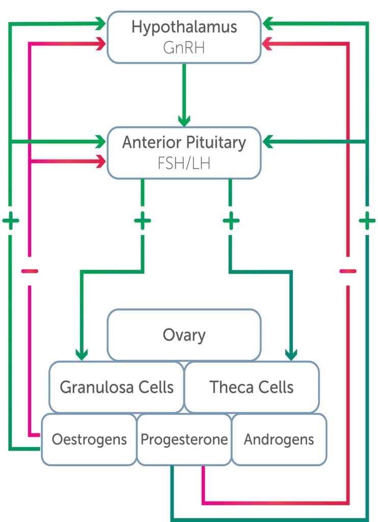 O&G Magazine The Ovary: Exercise and the ovarian hormones Figure 1