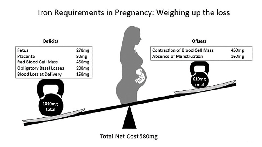 Figure 1. Iron requirements of pregnancy. Adapted from tables provided in reference 11. 