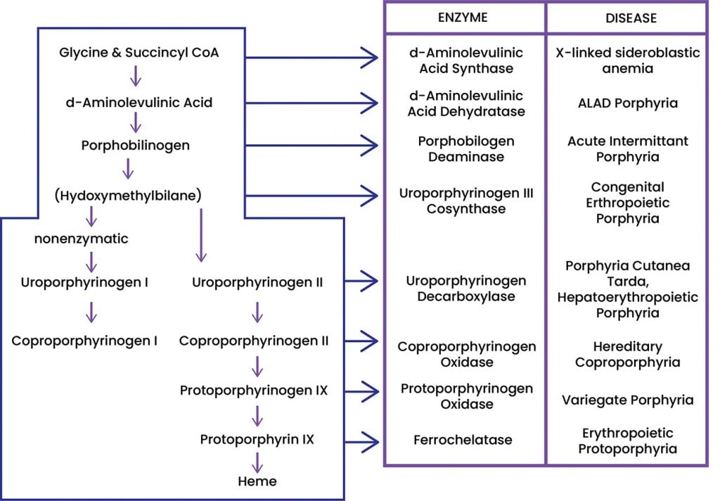 Figure 1. Heme Biosynthesis Pathway.