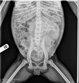 Figure 2. Kera’s obstetric abdominal x-ray.