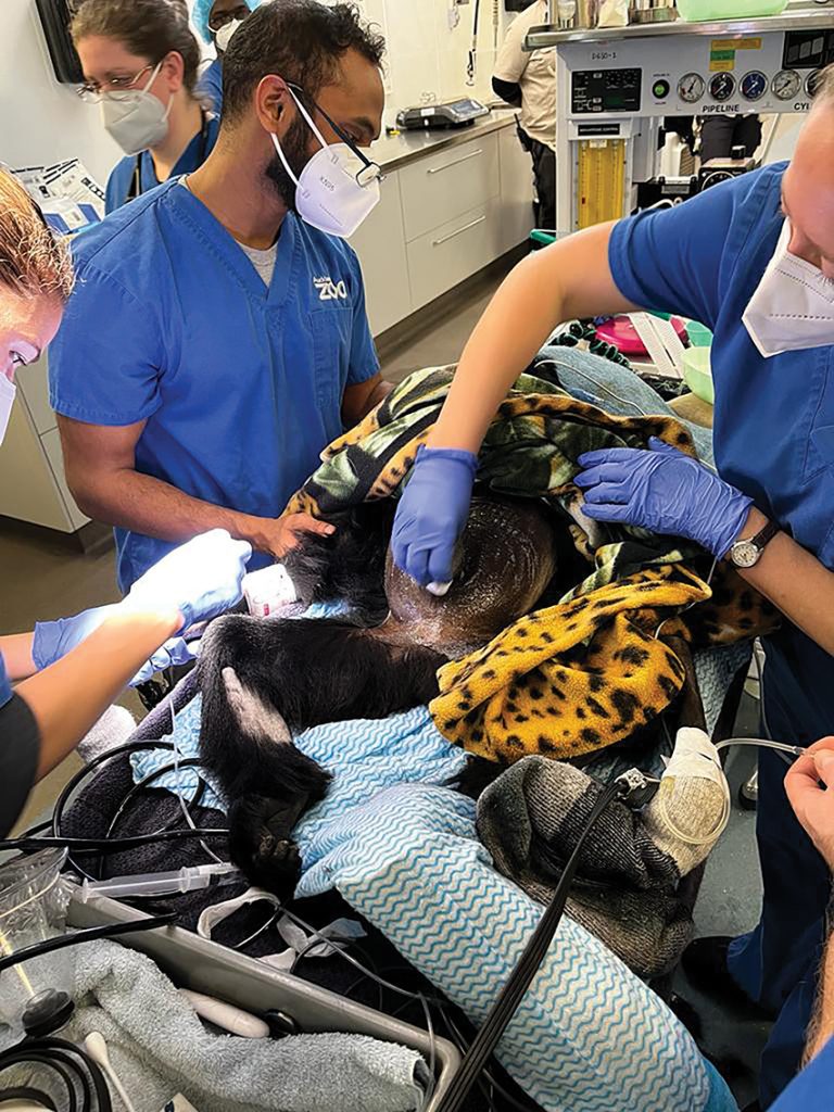 Figure 3. Vet team inserting IV access, shave, scrub, and bedside ultrasound scan.